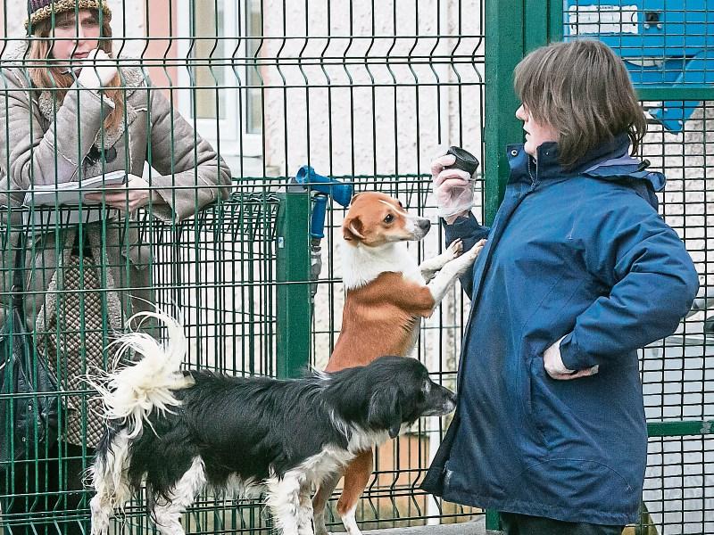 Dogs at risk as shelter is full to capacity