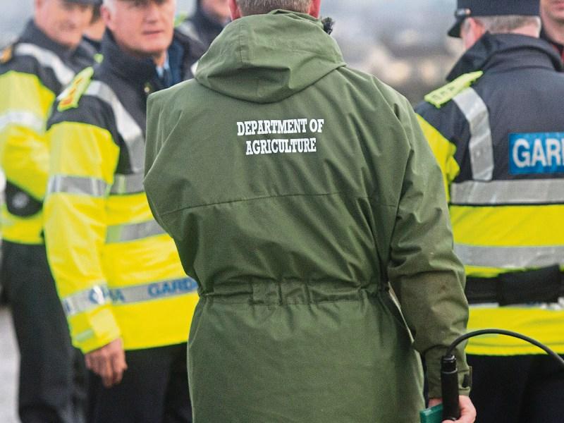 29 horses seized in morning raids