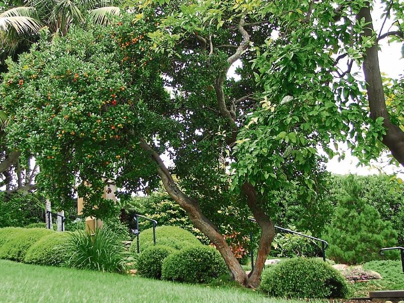 Kilkenny - Get planting for National Tree Week