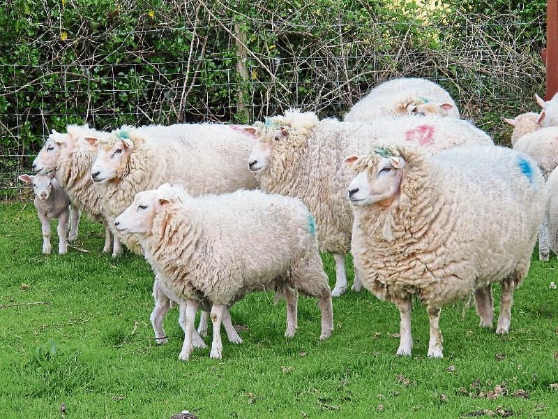 Sheep farm walk in Kells, Kilkenny