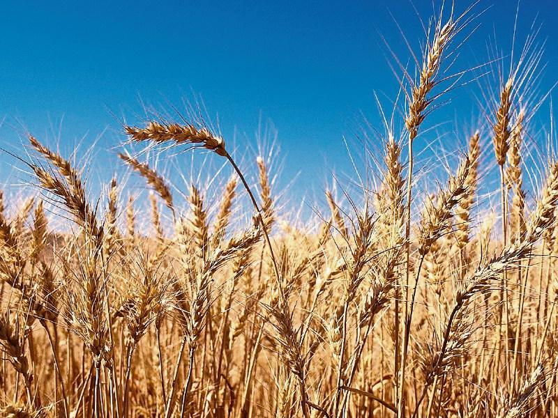 Grain