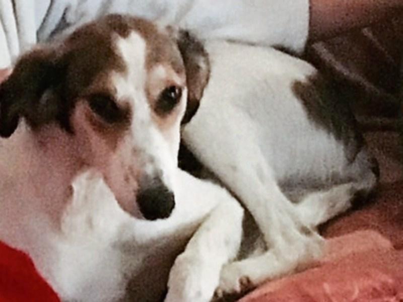 Seamus is a brown and white lurcher.