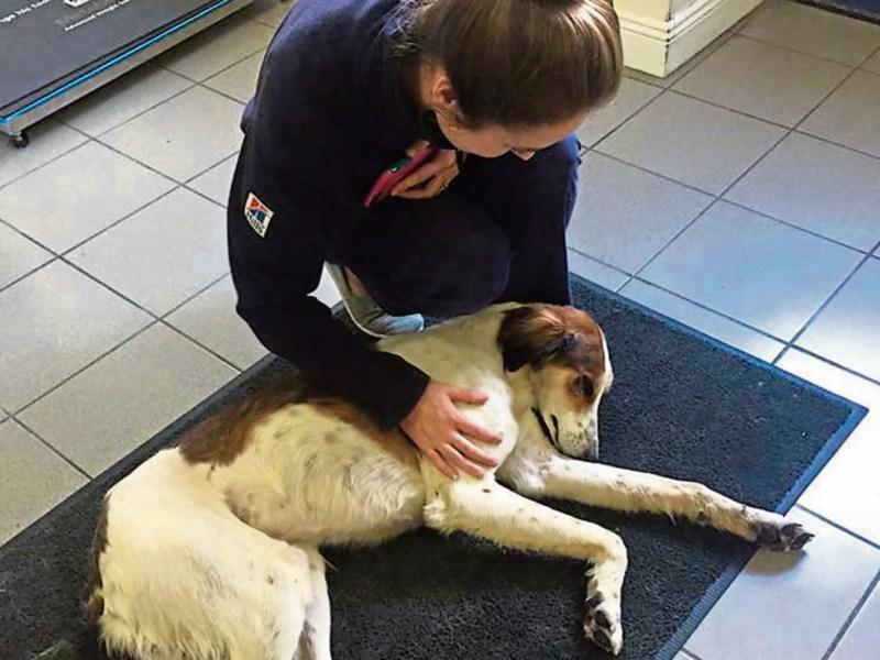 Joy as rescue dog Seamus is re-united with owner in Cuffesgrange