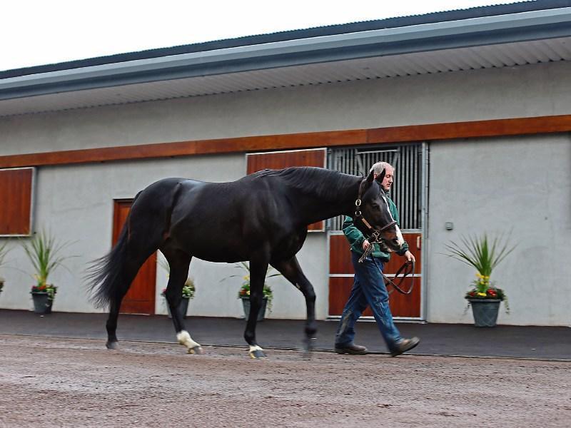 Stud farms open their yards as Kilkenny's multi million euro industry
