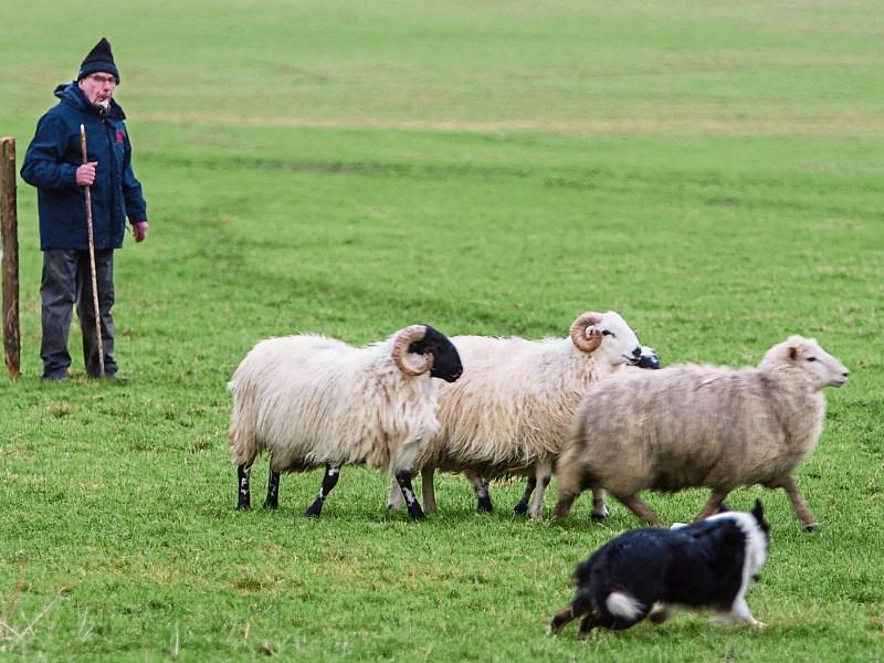 Two locals from Kilkenny to represent Ireland at World Sheepdog Trials