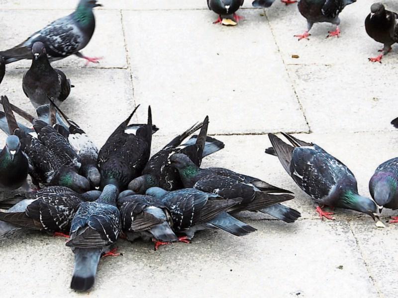 It's a coup... Pigeons taking over Kilkenny