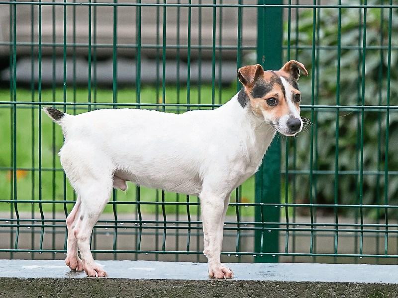 Kilkenny Dog Shelter is looking for new operator