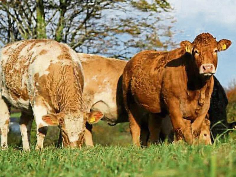 farming beef fianna fáil