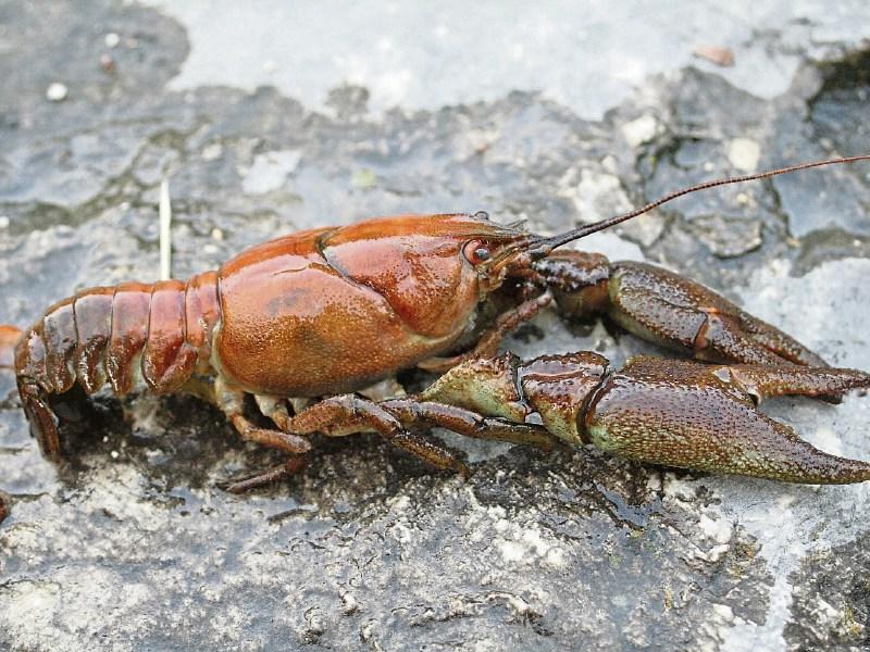 Outbreak of Crayfish Plague reported  