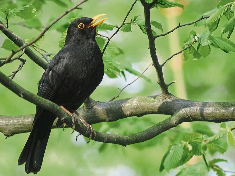 Dawn Chorus in Jenkinstown Woods, Kilkenny