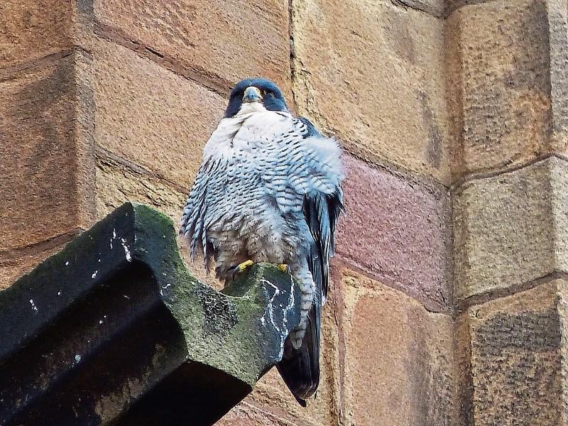 The peregrine falcons return to Kilkenny City
