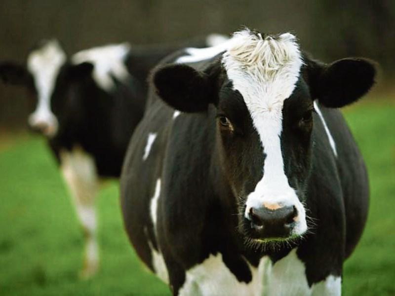 New €10bn CAP strategic plan will undermine food production - IFA president