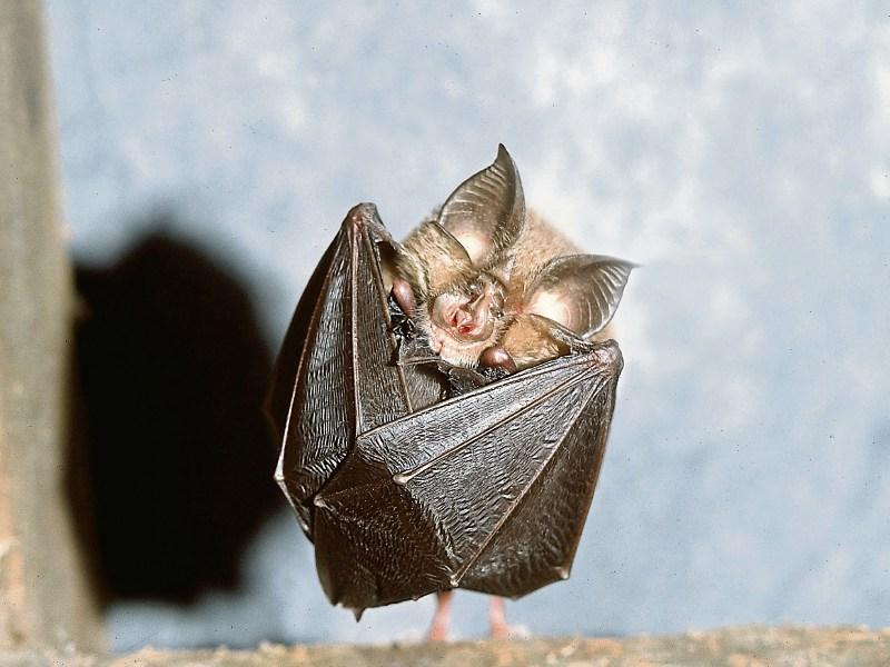 Visitors welcome for upcoming bat walk in Kilkenny village