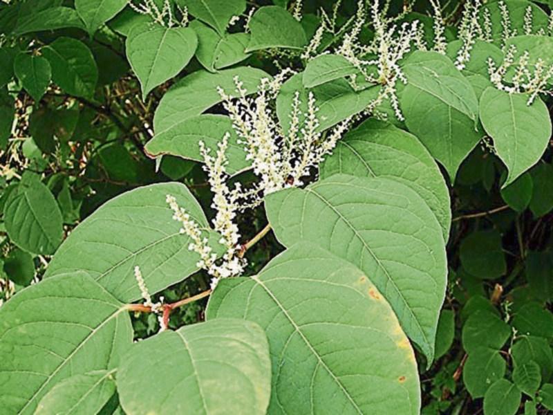​Japanese Knotweed