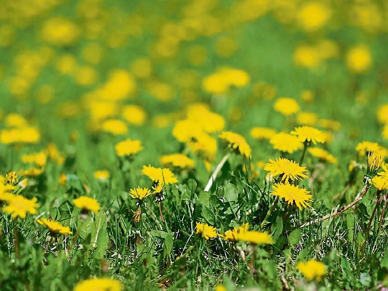 Motion to ban 'Roundup' weedkiller in Kilkenny is withdrawn