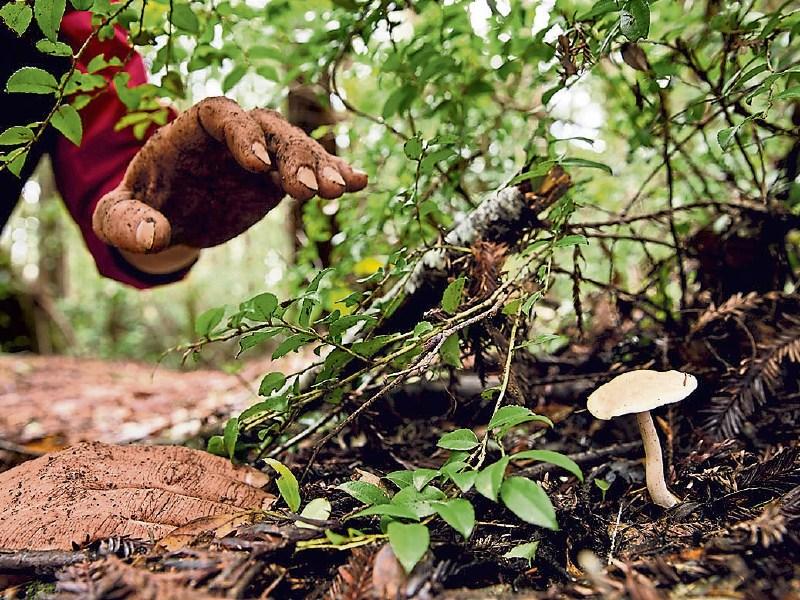BUSH CRAFT