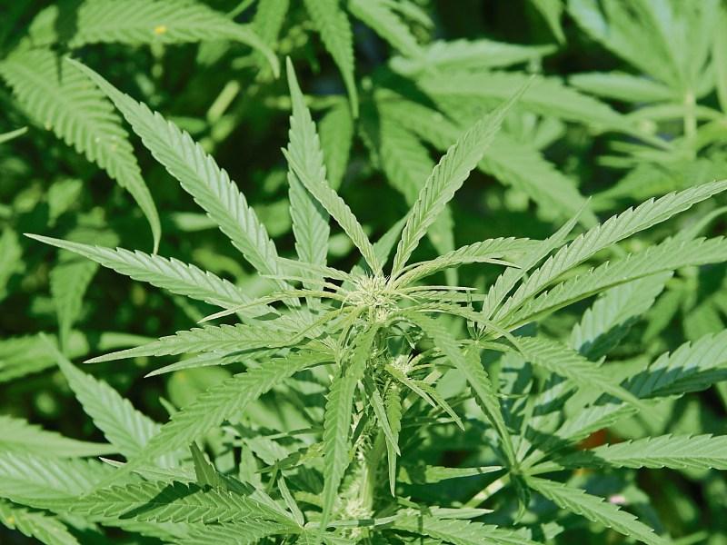 Gardaí seize over half a million euro worth of cannabis during search in South-East