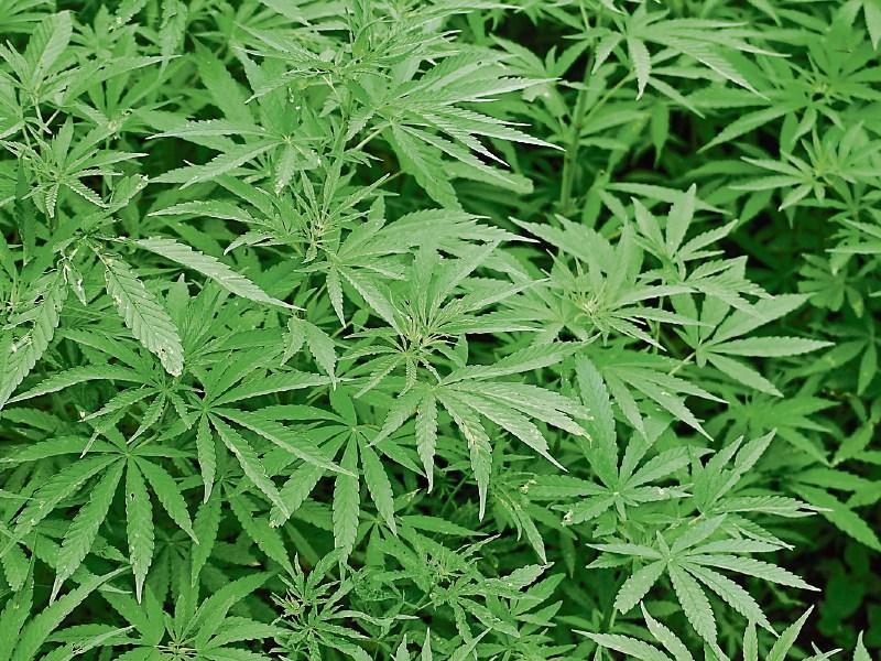 Male arrested following cannabis seizure in Kilkenny City