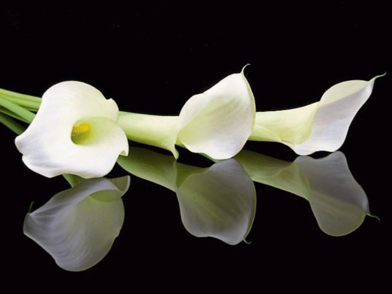 Deaths in Kilkenny for Tuesday, August 20