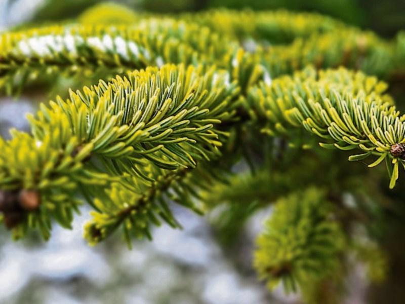 Where can I recycle my Christmas tree in Kilkenny?