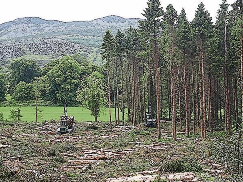 Forestry clinics in Kilkenny