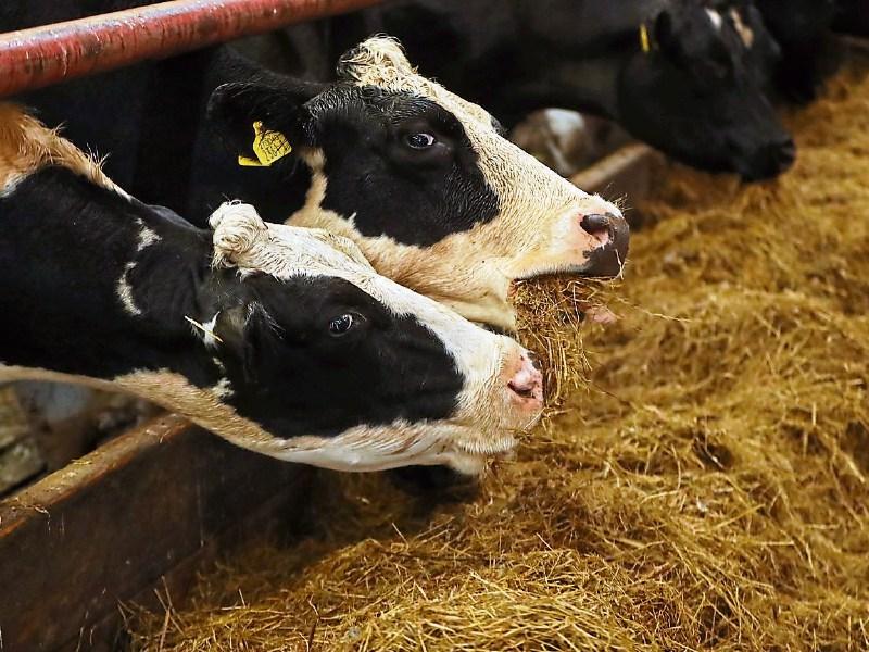 McConalogue 'really pleased' with number of submissions to €56m fodder scheme
