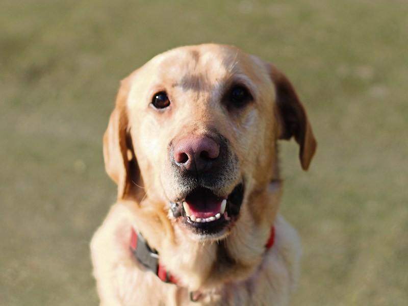 Ten stray dogs seized and four surrendered during December 2017