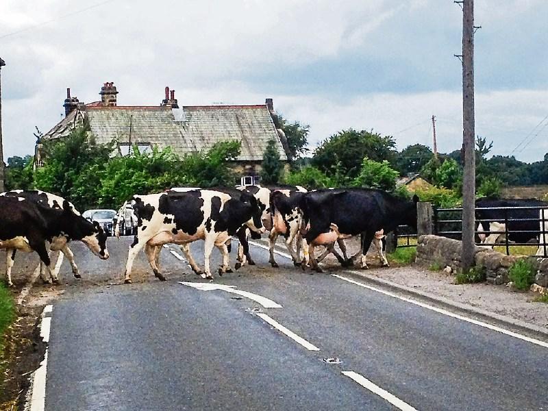 Motorbike crashes into cattle on 'death trap' road that runs through Kilkenny
