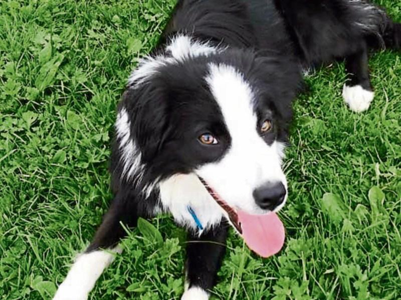  212 dogs rehomed in Kilkenny this year with thanks to Petmania