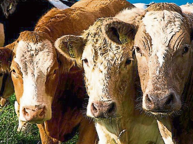 Kilkenny farmers advised to utilise excellent grass supply and grazing conditions 