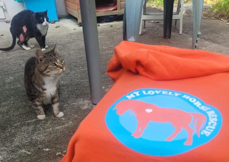 Purr-fect Kilkenny cat rescue