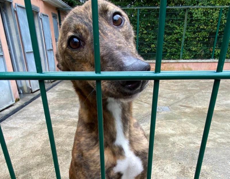 Carlow Kilkenny Dog Shelter 