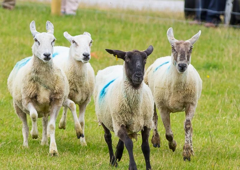 SHEEP