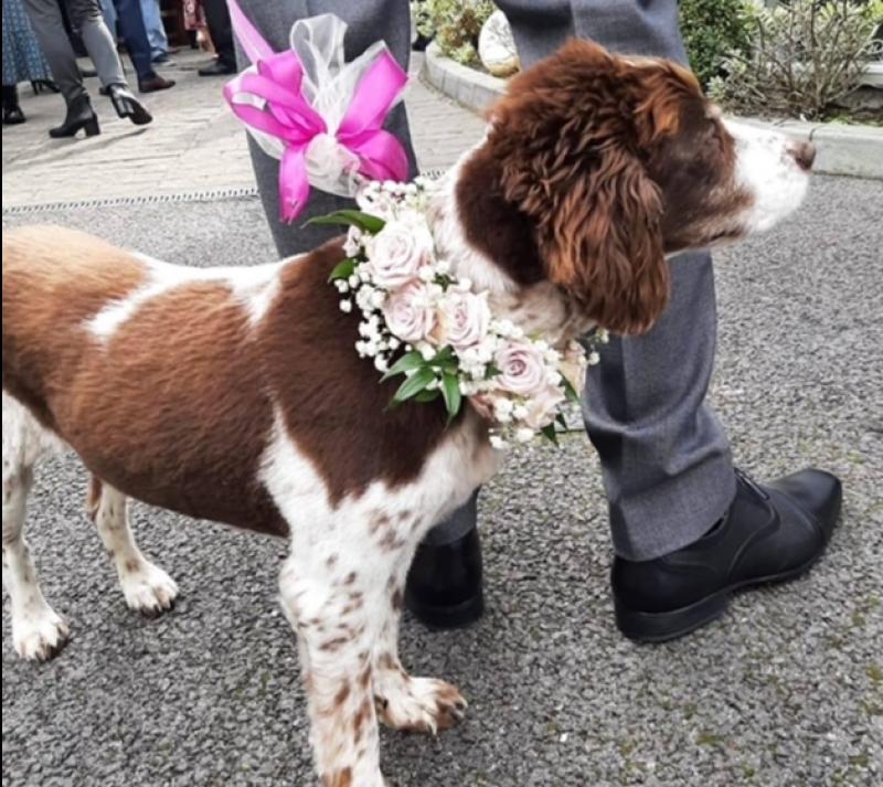 Dog friendly wedding venues 