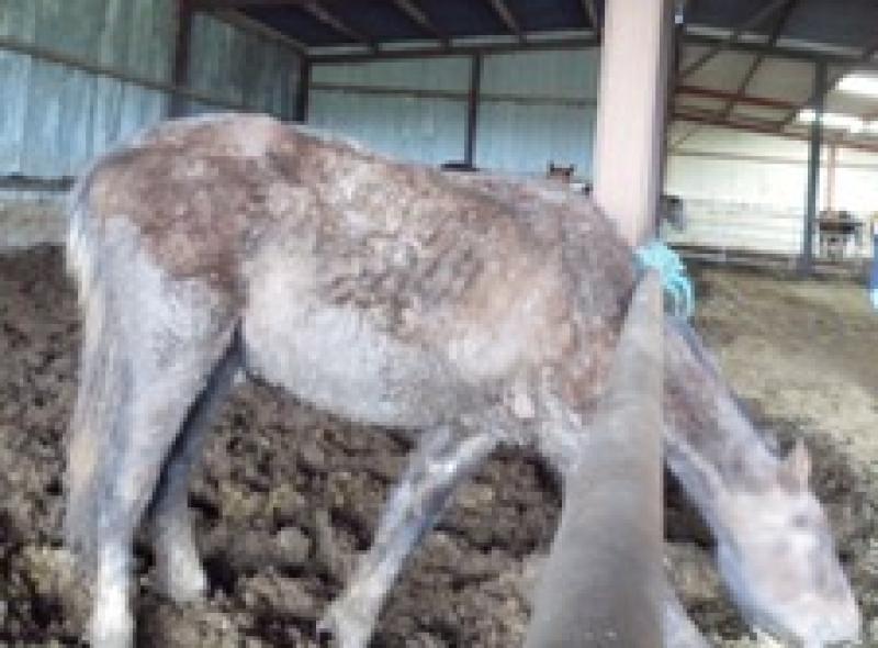 Kilkenny farmer (75) imprisoned on animal cruelty charges