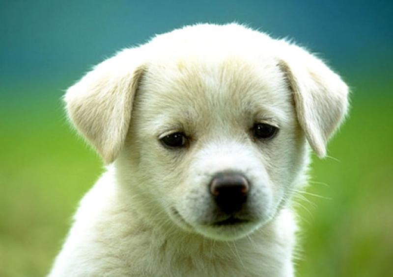 Shocking number of attacks on postmen last year by their oldest foe...