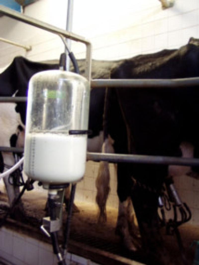 Milking