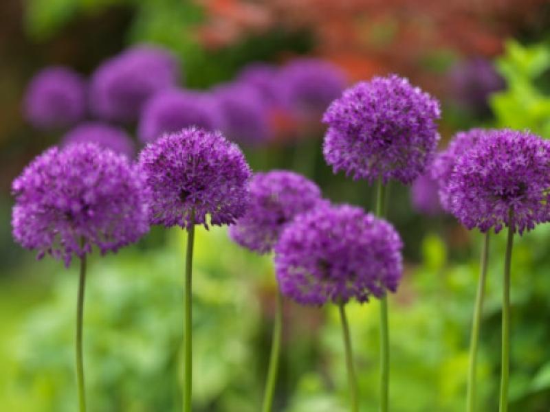 Alliums Groesbridge planting