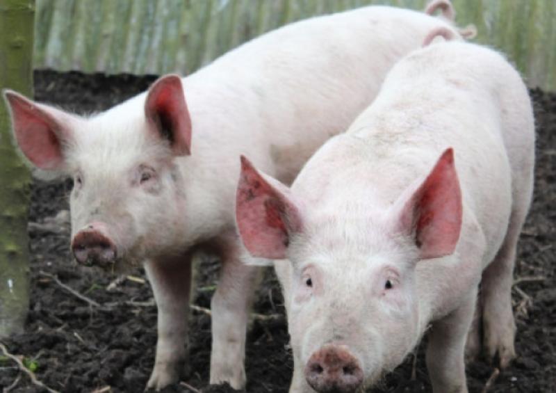 Irish pig farmers begin receiving PEPS2 payments worth up to €100,000