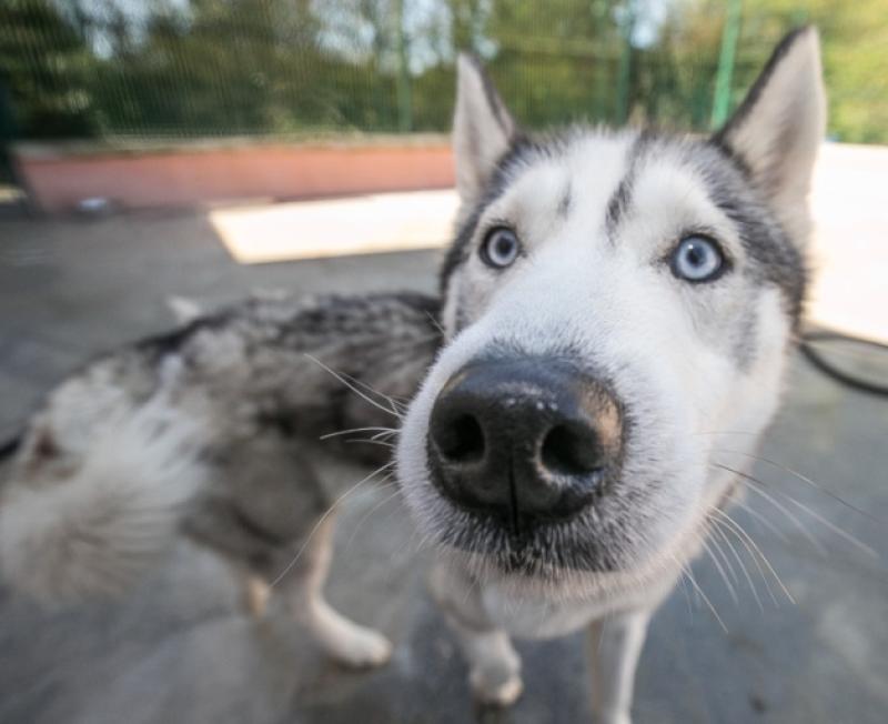 53% of Kilkenny pet owners will treat their pets this Valentine’s Day