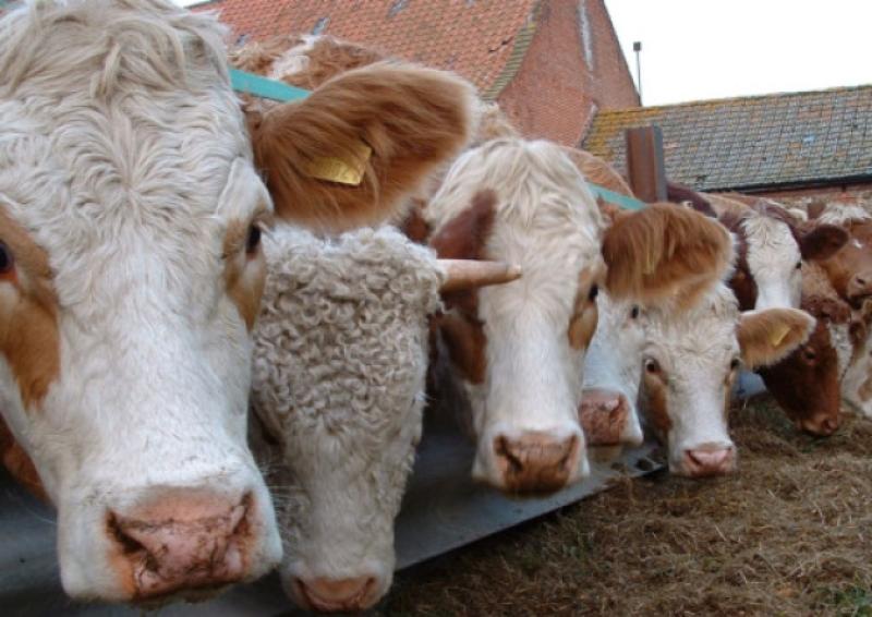 One in four Kilkenny farmers short of animal feed this Spring –Take action now