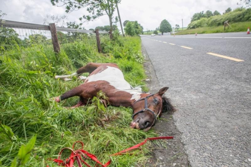 A young horse lies dead on the side of the Kilkenny to Waterford Road after an accident during sulky race. The young horse was still alive after the accident but had to be put down by the vet. Photo: Pat Moore.