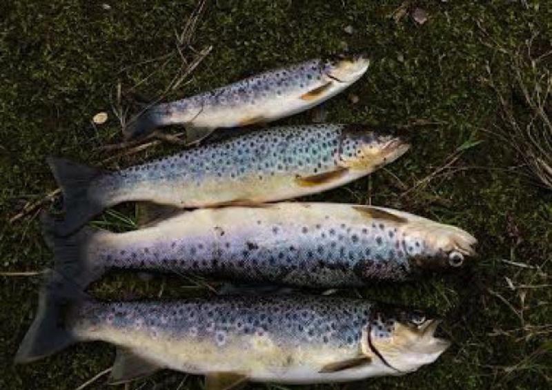 Stop fishing on Nore, Barrow and Suir please!