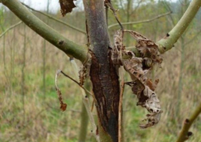 Ash Dieback