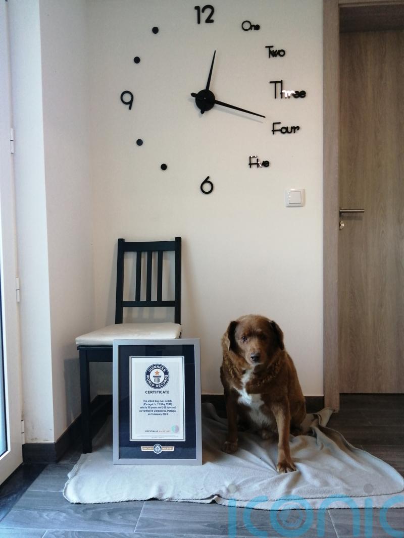 World’s oldest dog, 30-year-old Bobi, crowned by Guinness World Records