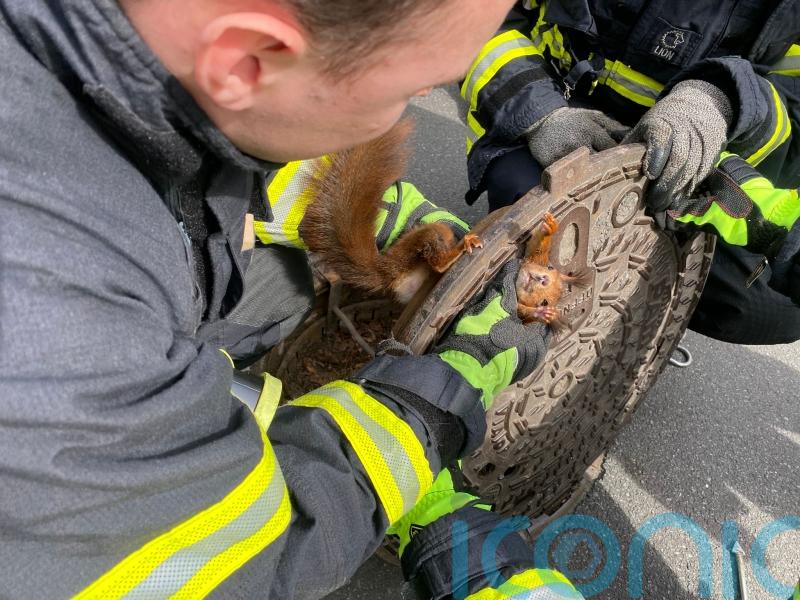Uncooperative squirrel stuck in manhole cover freed by German firefighters