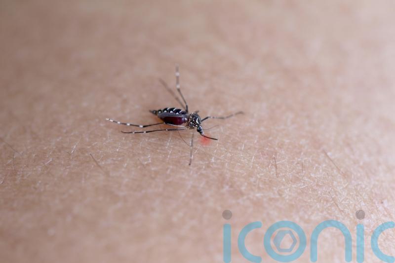 Holidaymakers warned to be wary of mosquitoes carrying Dengue Fever on European holidays