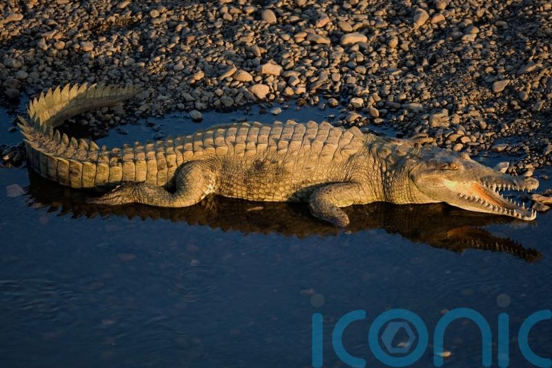 Scientists discover first ‘virgin birth’ in a crocodile