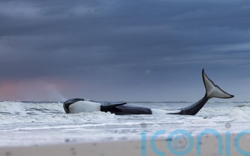 See the stunning photos from the Wildlife Photographer of the Year awards