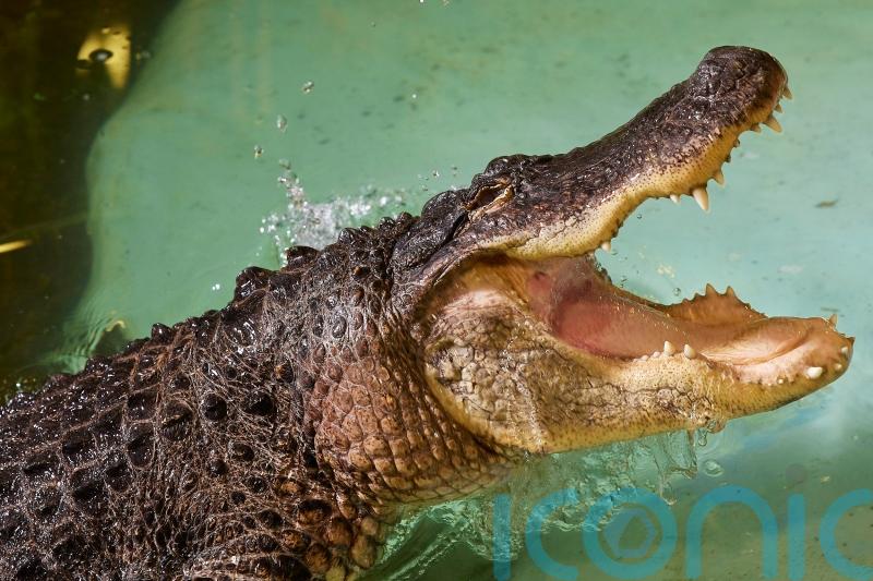Alligator in Kilkenny filmed stalking and lunging at camera